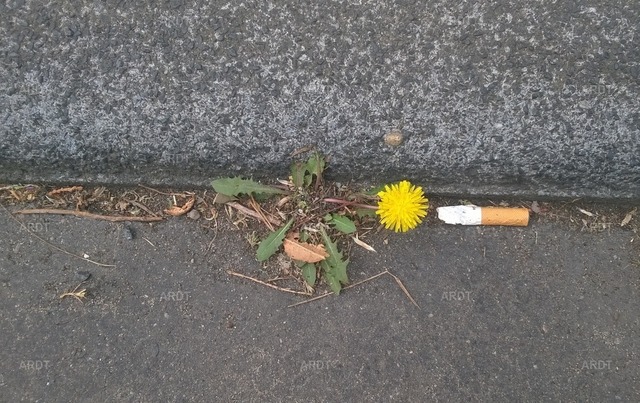 Stadt Natur 51 | ARDT Foto Kunst
