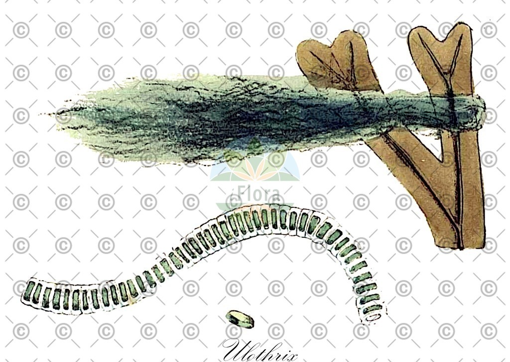 HistAbb_84P2_4_ENZY_Simple | Historische Abbildung von Ulothrix - Ulotrichaceae (0) | Historical Illustration of Ulothrix - Ulotrichaceae (0)