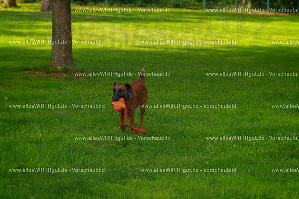Hundeschwimmen_Grefrath_2026-allesWIRTHgut_Tierfotografie-09_54-FAY07843 | Professionelle Tierfotografie in Mönchengladbach von Daniel Wirth (allesWIRTHgut). Liebevolle & natürliche Bilder von Hunden & Katzen für unvergessliche Erinnerungen.
