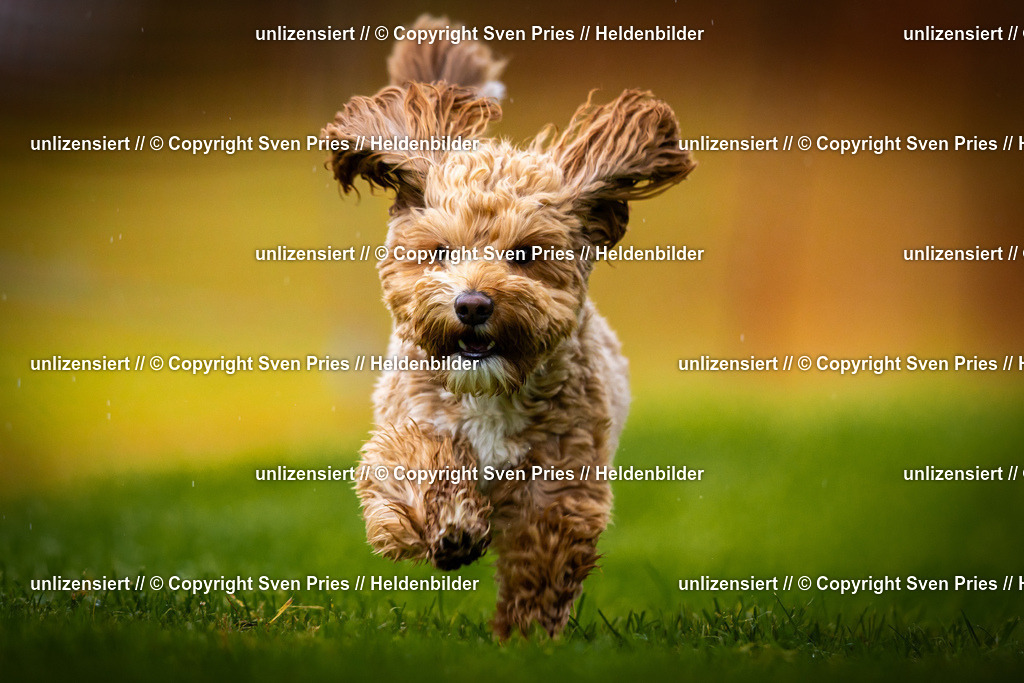 Sven Pries | 2025-09-21 - Hunderennen Baden-Oos - Realisiert mit Pictrs.com