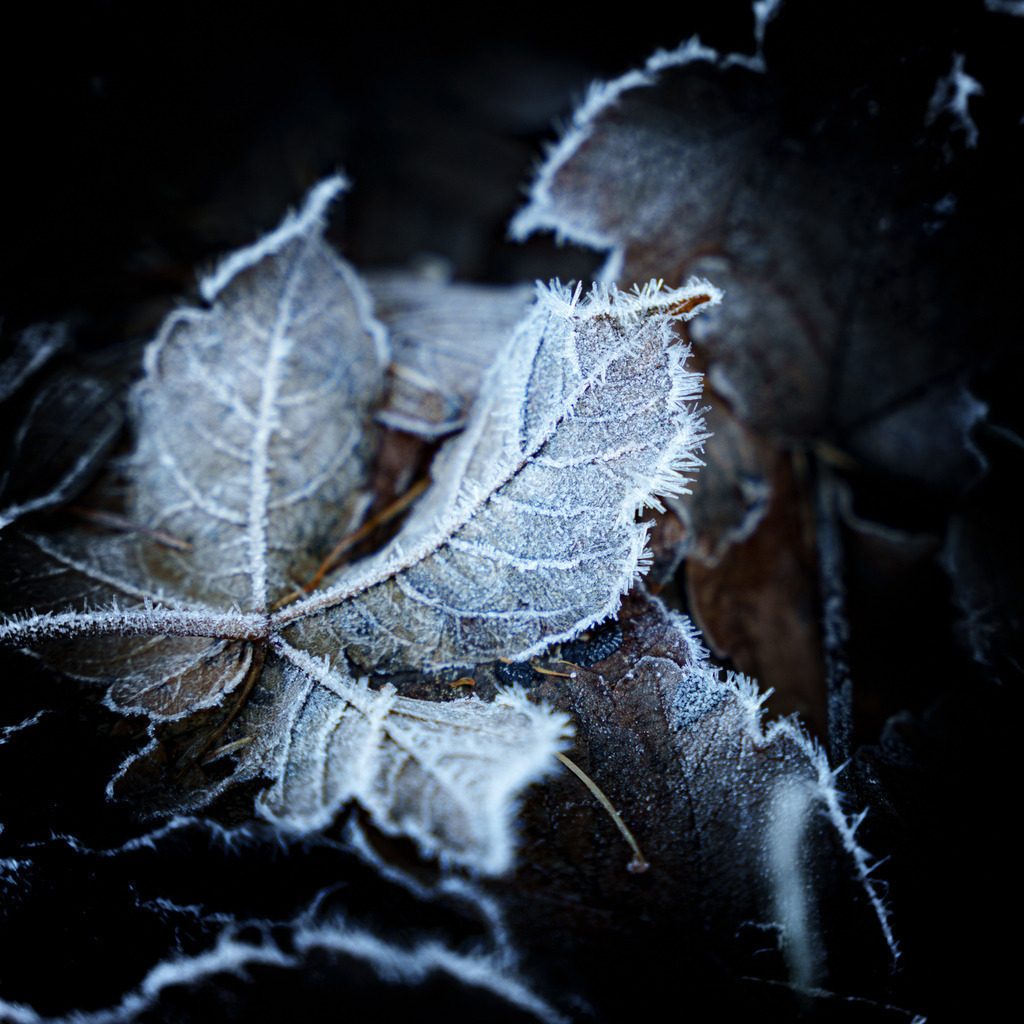 2022_11_27 A7407157 | bridgeman - Realisiert mit Pictrs.com