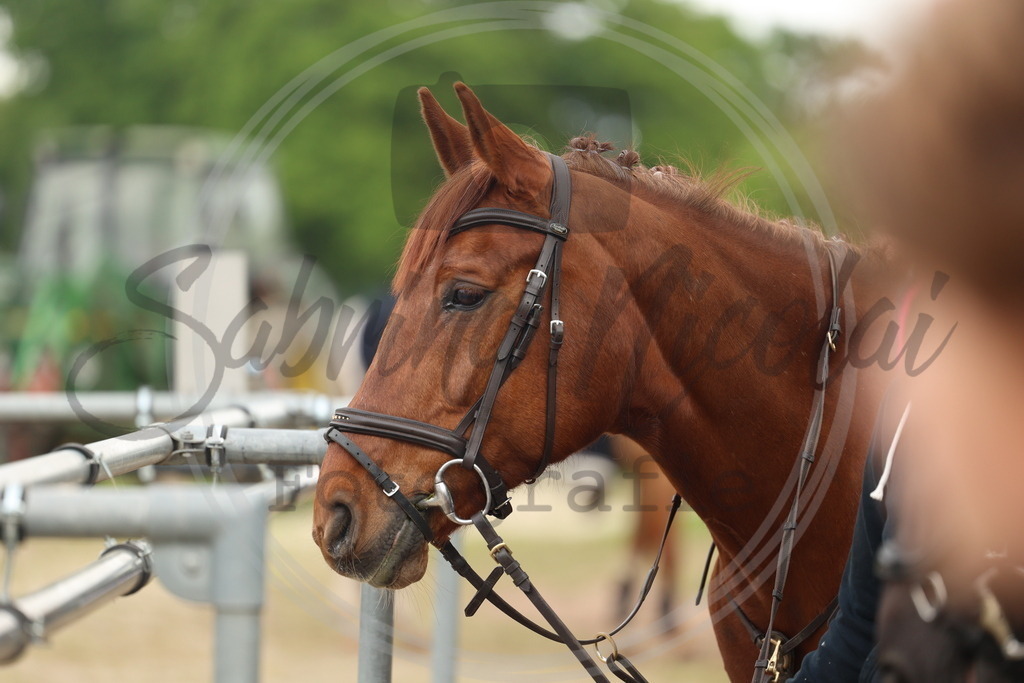 994A8397 | sabrinanicolaifotografie - Realisiert mit Pictrs.com