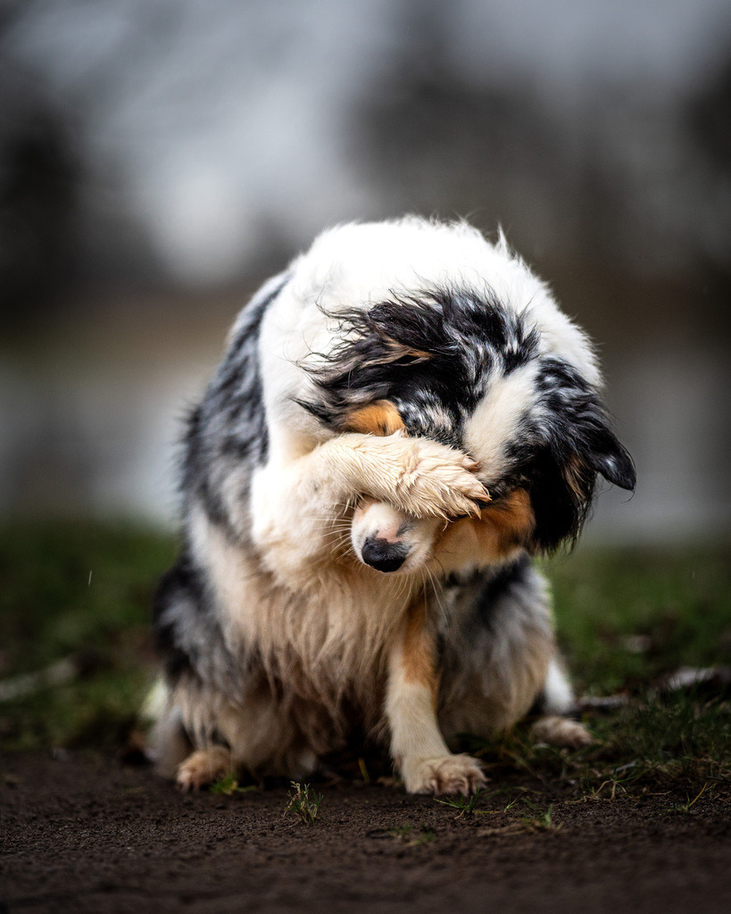 allesWIRTHgut Tierfotografie -7IV00941 | Professionelle Tierfotografie in Mönchengladbach von Daniel Wirth (allesWIRTHgut). Liebevolle & natürliche Bilder von Hunden & Katzen für unvergessliche Erinnerungen.