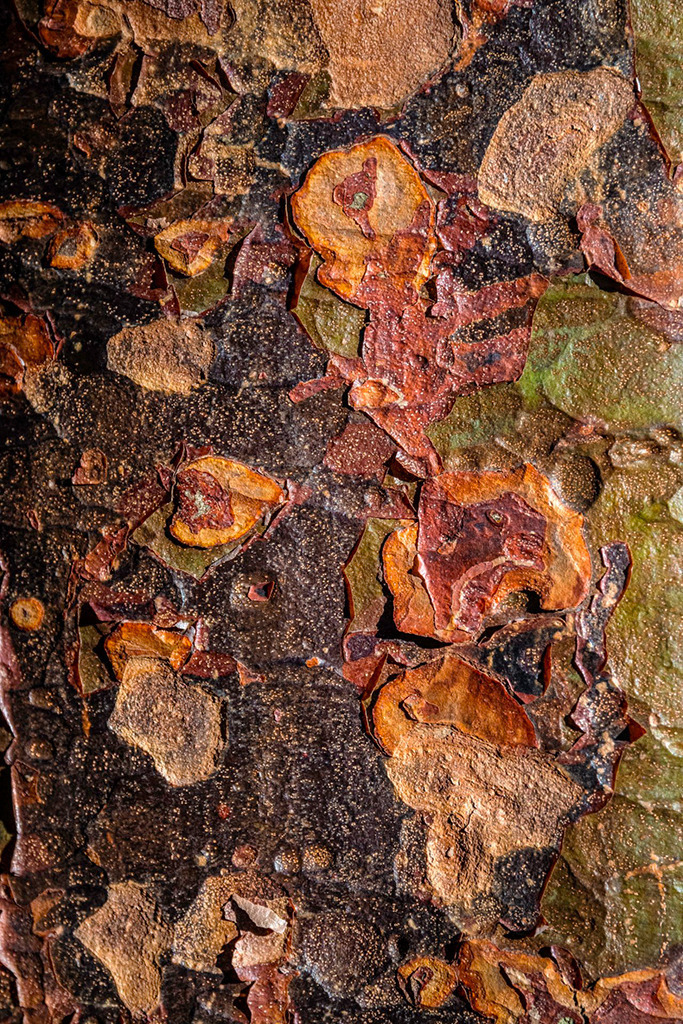 Rinde eines Zimtahorn | Bestell-Nr. d_2022_10_1663 - Realisiert mit Pictrs.com