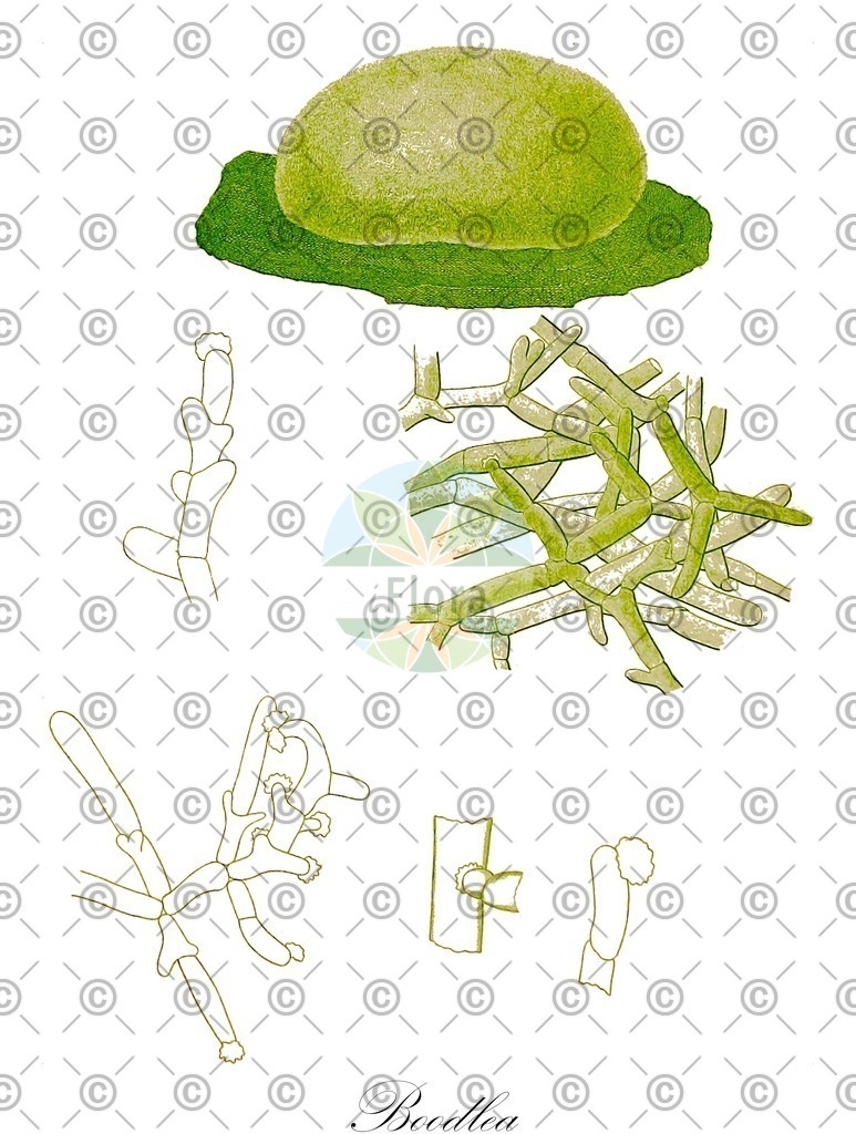 HistAbb_3BFJ_1_ENZY_Simple | Historische Abbildung von Boodlea - Boodleaceae (0) | Historical Illustration of Boodlea - Boodleaceae (0)