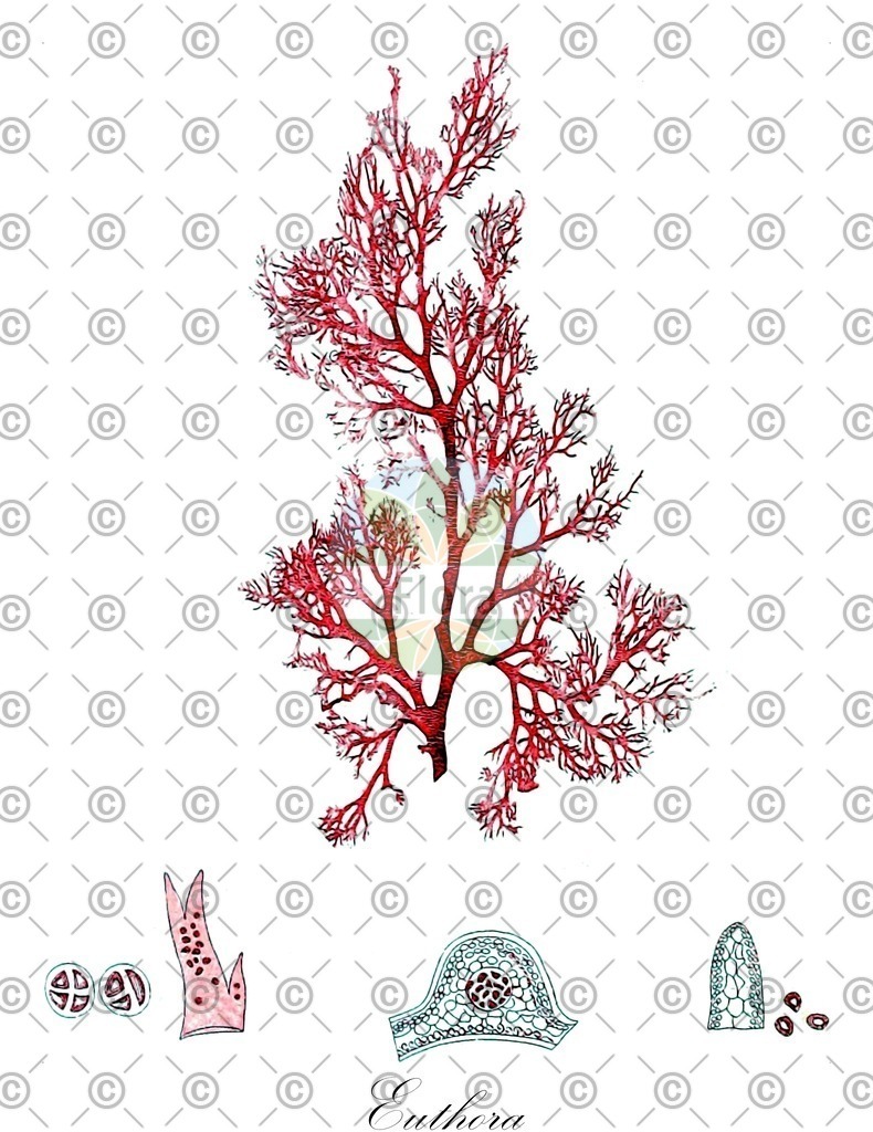HistAbb_wfo-0001421737_1_ENZY_Simple | Historische Abbildung von Euthora - Kallymeniaceae (0) | Historical Illustration of Euthora - Kallymeniaceae (0)