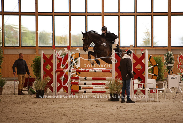 1J2A4537Louisa Schneider_ Viva Willy_ Kn493_ Hohen Wieschendorf_ Glantz | Foto- und Videografie für alles rund ums Pferd. Hochwertige Bilder und Videos vom Spring- und Dressurreiten, Voltigieren & mehr. Jetzt aktuelle Veranstaltungen und Preise im Shop ansehen. - Realisiert mit Pictrs.com