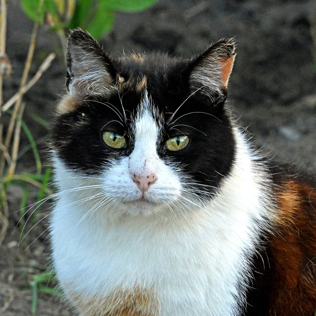 Katze01q-2 | lucisnaturbilder - Realisiert mit Pictrs.com
