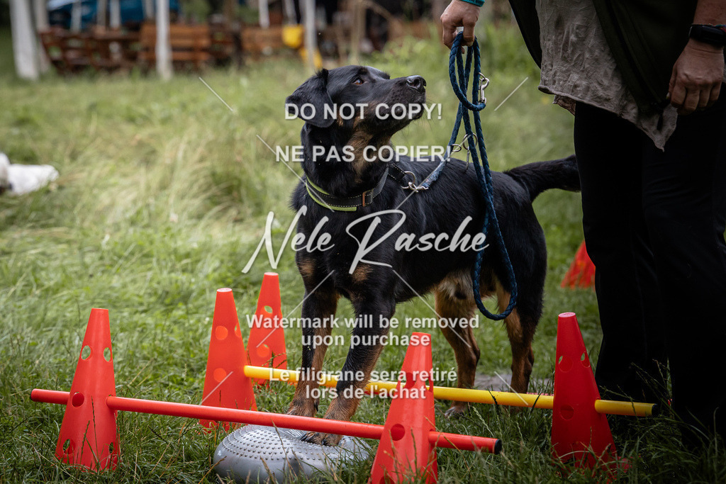 nelerasche_SoEarlyDog_46 | nelerasche