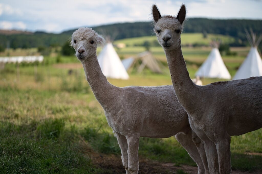 DSC_4878 | Unvergessliche Erinnerungen in Bildern festgehalten! Ob Hochzeit, Shooting oder Landschaft  - Ich bin dein Fotograf in Erfurt und Umgebung! Photo-Rauch | Sandro Rauch - Realisiert mit Pictrs.com