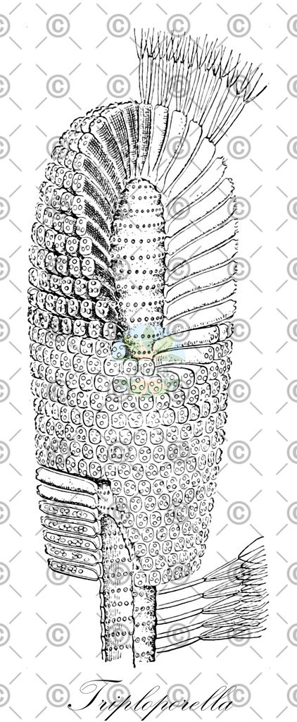 HistAbb_wfo-0000413223_2_ENZY_Simple | Historische Abbildung von Triploporella - Triploporellaceae (0) | Historical Illustration of Triploporella - Triploporellaceae (0)