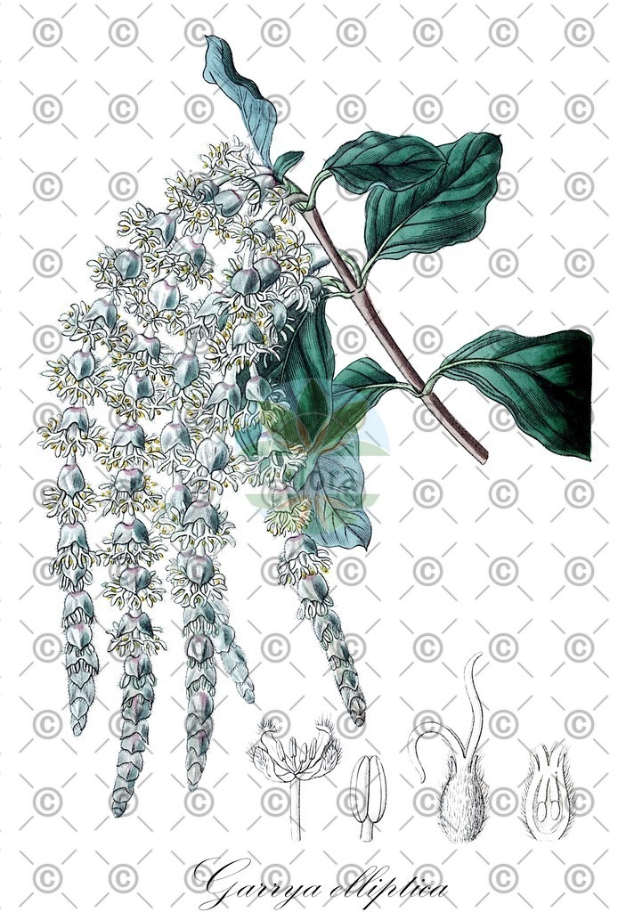 HistAbb_wfo-0000694796_1_ENZY_Simple | Historische Abbildung von Garrya elliptica - Garryaceae | Historical Illustration of Garrya elliptica - Garryaceae