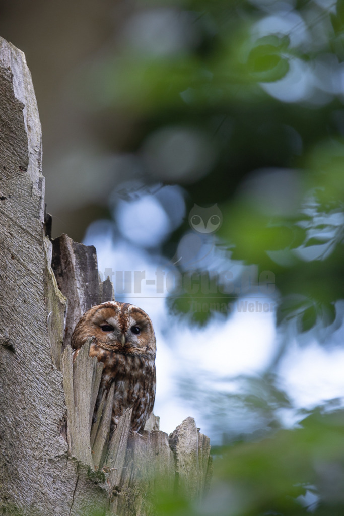 20220528052953-2 | Der Waldkauz ist eine mittelgroße Eulenart mit einer Verbreitung von Europa bis nach Westsibirien und Iran. Er kommt außerdem in Südostasien vor. In Mitteleuropa ist der Waldkauz gemeinsam mit der Waldohreule die häufigste Eule. - Realisiert mit Pictrs.com