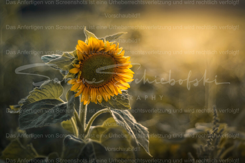 Abendsonne | Exklusive Naturfotografie für stilvolle Wanddekoration ★ Premium Wandbilder Made in Germany ✔️ FineArt Drucke & Downloads ✔️ Brillante Farben, höchste Qualität & weltweiter Versand ✔️ - Realisiert mit Pictrs.com