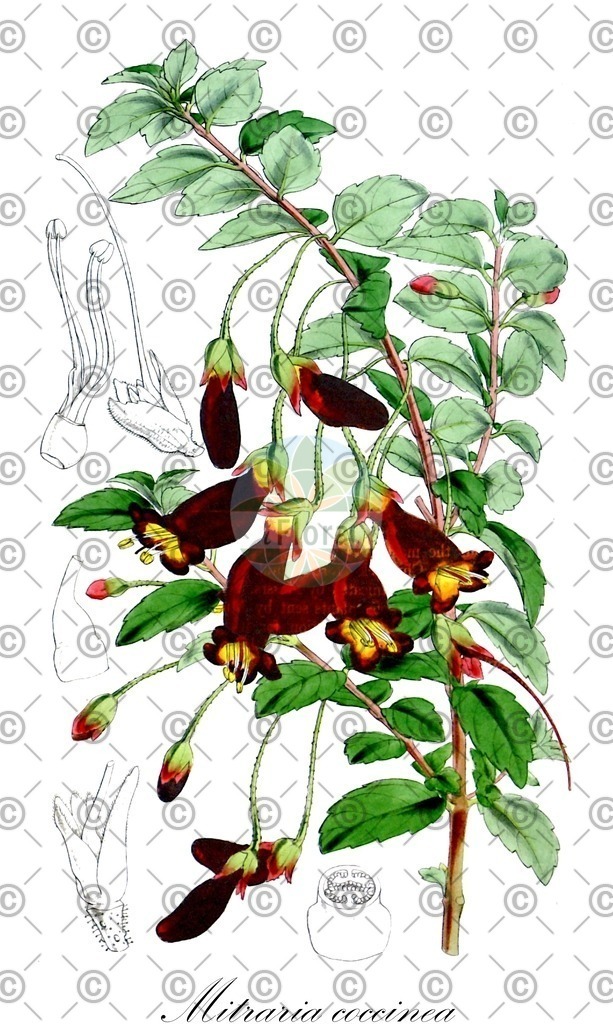HistAbb_wfo-0000372995_1_ENZY_Simple | Historische Abbildung von Mitraria coccinea - Gesneriaceae | Historical Illustration of Mitraria coccinea - Gesneriaceae