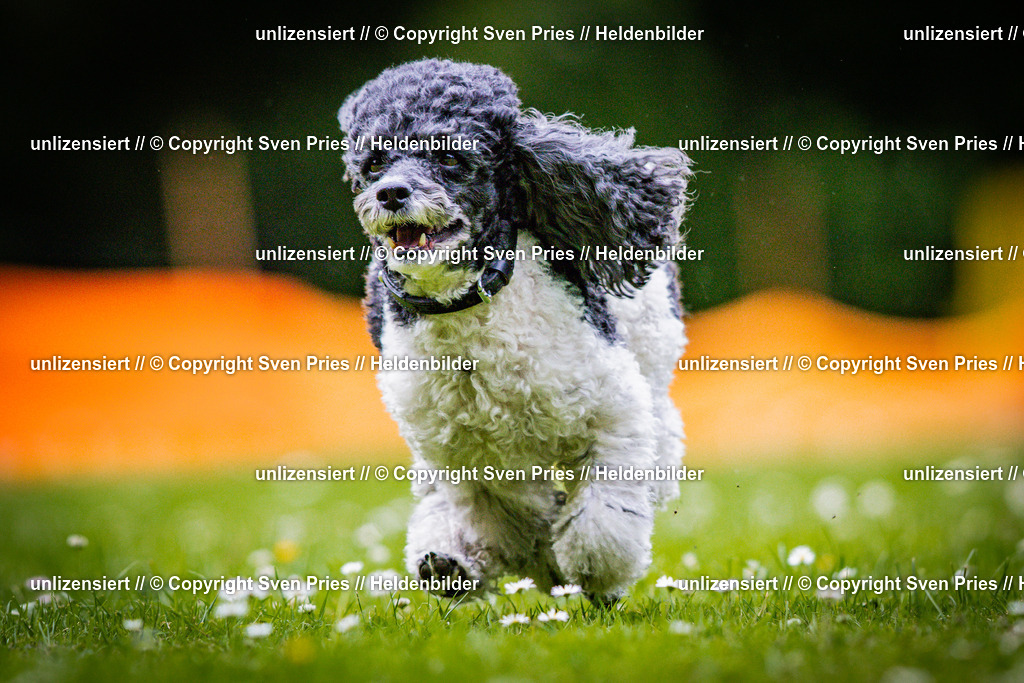 Sven Pries | 2025-05-29 - Pudelrennen KA-Durlach - Realisiert mit Pictrs.com