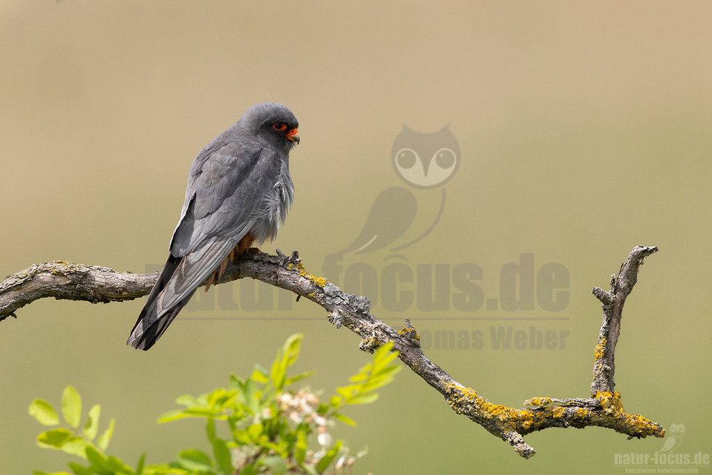 R5M27313_20260517 | Der Bildershop von www.natur-focus.de bietet ihnen den einfachen Kauf von Bildmaterial per Download aus allen Bereichen der Natur. In den Galerien finden sie Landschaftsfotos, Tierbilder und natürlich auf Pflanzenfotos. - Realisiert mit Pictrs.com