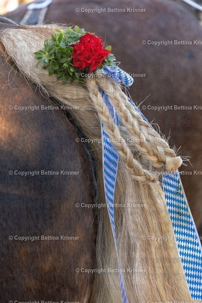 LBT25-1016 | Professionelle Fotografin mit Fachgeschäft in Lenggries & im Landkreis Bad Tölz Wolfratshausen. Hochzeitsreportage, Familienfotos, Newborn-, Babybauch-, Pass- & Businessfotos.Alles Rund ums Foto