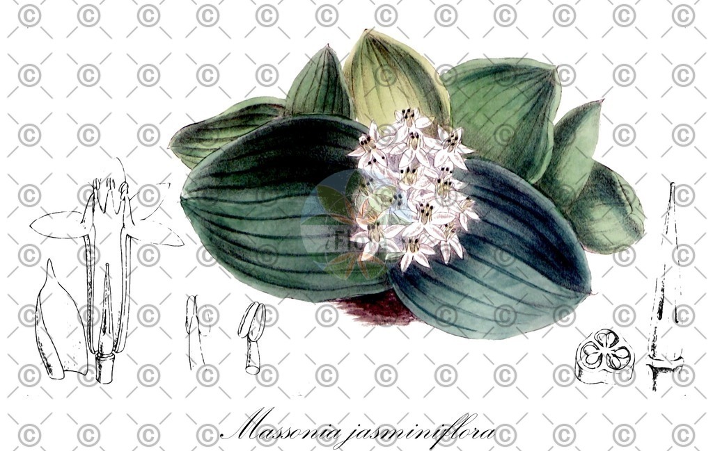 HistAbb_wfo-0000237975_1_ENZY_Simple | Historische Abbildung von Massonia jasminiflora - Asparagaceae | Historical Illustration of Massonia jasminiflora - Asparagaceae