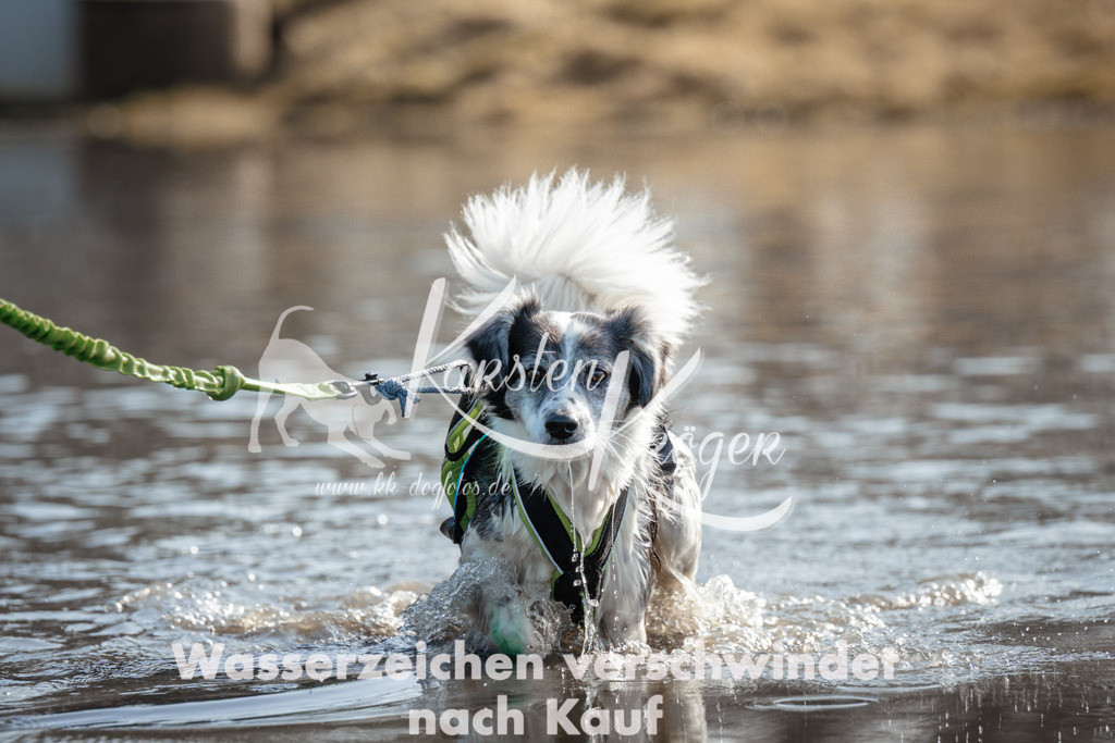 1120_ZZ93839 | kk-dogfotos