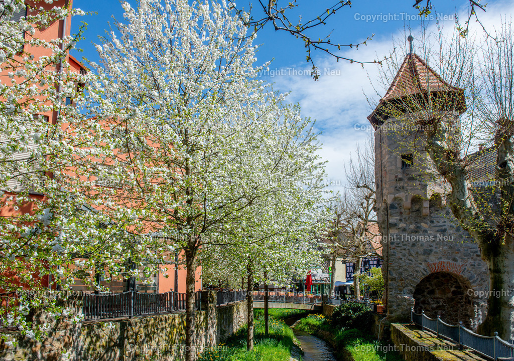 Rinnentor-Bensheim-Fruehling-winkelbach-bergstrasse-hessen-Fotografie-thomas_neu | Rinnentor im Frühling an dem Winkelbach, ,Das Rinnentor in Bensheim, ein Wahrzeichen der Stadt,  /Wikipedia: Der Rinnentorturm ist ein Rest der mittelalterlichen Stadtbefestigungsanlage, die im 13. und 14. Jahrhundert zur Sicherung der Stadt Bensheim errichtet wurde. Das Rinnentor, so wird heute vermutet, sollte den westlichen Abfluss der Lauter aus der Stadt heraus sichern. Ursprünglich bestand das Rinnentor aus einem mittleren Baukörper mit hohen Korbbogenöffnungen sowie Schlüsselscharten in der westlichen Mauer des Wehrganges. Im Norden fügte sich der heutige Rinnentorturm an, weiter südlich der Sicherungsbau. In der ersten Hälfte des 18. Jahrhunderts wurde die Lauter nach Norden verlegt und die südliche Stadtmauer abgebrochen, um einen westlichen Stadtausgang zu schaffen. 1885 wurde dann dieses Stadttor auf Betreiben einiger Bürger bis auf den heutigen Rinnentorturm abgebrochen. Als Gründe wurden verkehrstechnische Probleme (eine zu enge Durchfahrt für Kutschen) sowie eine angebliche Baufälligkeit angeführt. Die Stadt Bensheim gab damit eines ihrer Wahrzeichen auf. Ein Verlust, den man bald realisierte und der noch heute im Bewusstsein vieler Bensheimer Bürger vorhanden ist.[1],,Bild: Thomas Neu