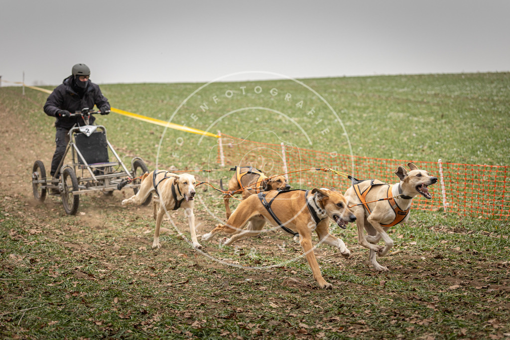 Pfotenfotografie_DV3A4366 | Hundefotografie, Tierfotograf, Pfotenfotografie, Fotoshooting Hund, Hunde Portrait, Hundesport, Hundeportraits, Heideshooting, Hunde, Sportfotograf, Hundefotograf, Turnierhundsport, THS,  - Realisiert mit Pictrs.com