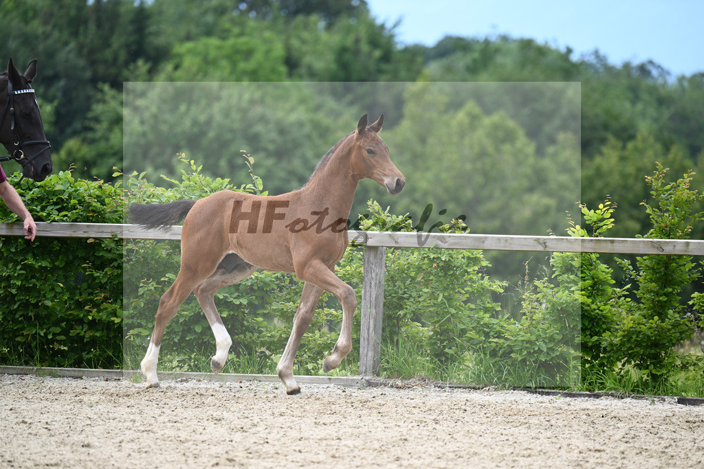 Grey Top x Cormint_HF_Stumbeck_19240256 | hf-fotografie - Realizzato con Pictrs.com