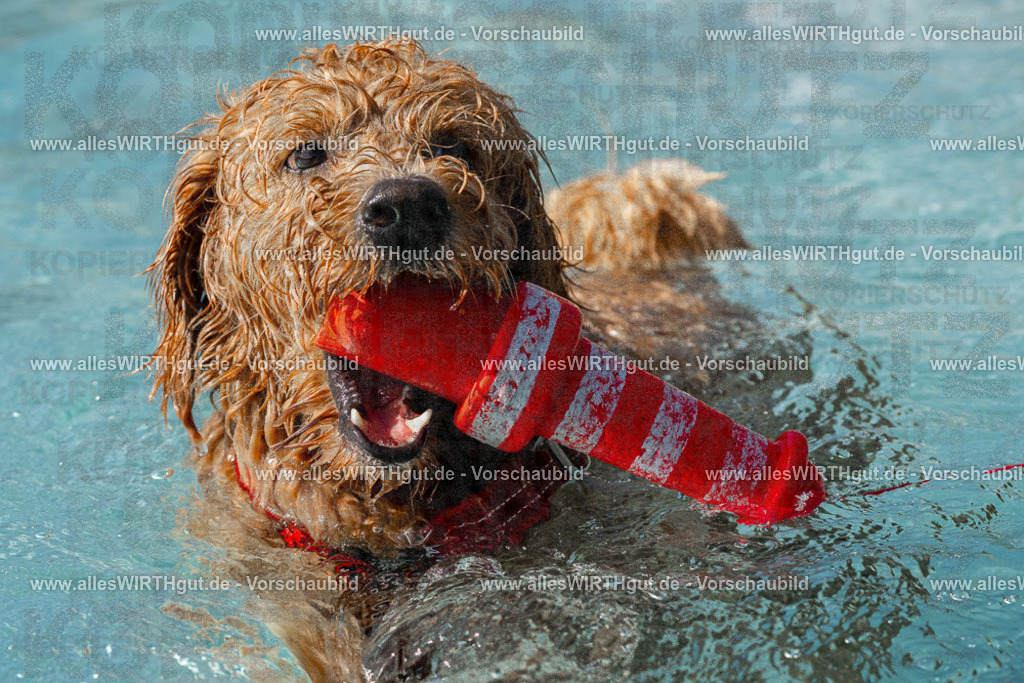 Hundeschwimmen_Volksbad_2026-allesWIRTHgut_Tierfotografie-2609061536-FAY07296 | Professionelle Tierfotografie in Mönchengladbach von Daniel Wirth (allesWIRTHgut). Liebevolle & natürliche Bilder von Hunden & Katzen für unvergessliche Erinnerungen.