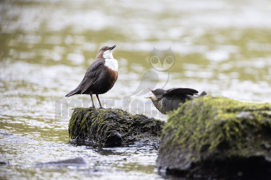 R5NF9916_20240501 | Die Wasseramsel oder Eurasische Wasseramsel ist die einzige auch in Mitteleuropa vorkommende Vertreterin der Familie der Wasseramseln. Der etwa starengroße, rundlich wirkende Singvogel ist eng an das Leben entlang schnellfließender, klarer Gewässer gebunden. - Realisiert mit Pictrs.com