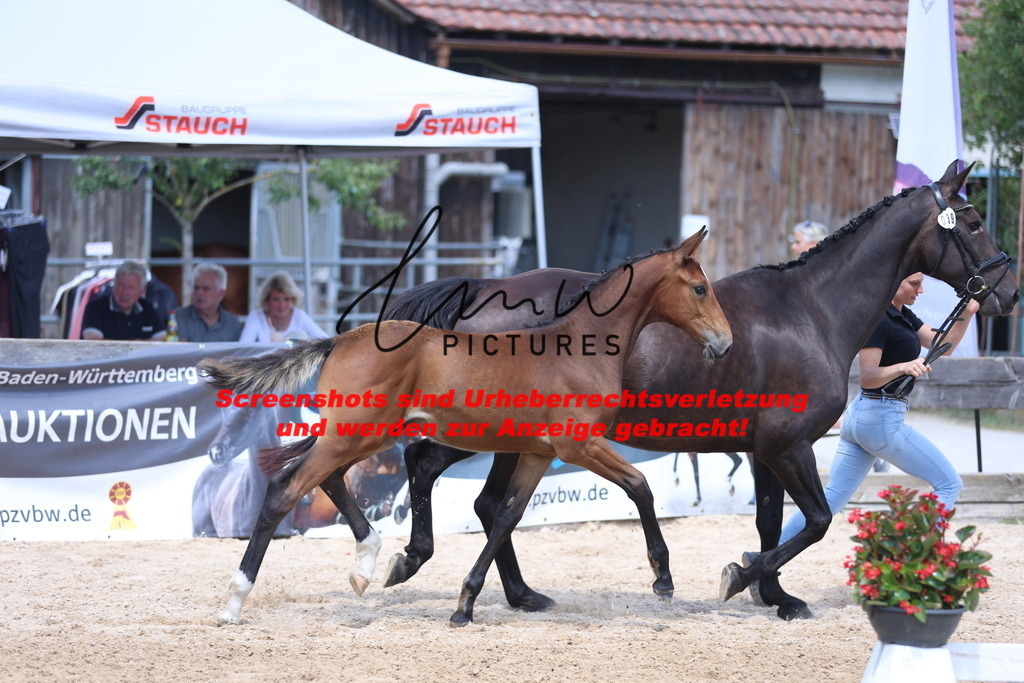 Fohlenschau_Schwäbisch_Hall_springbetonte_Fohlen_KN 39_6 | lmwpictures - Realisiert mit Pictrs.com