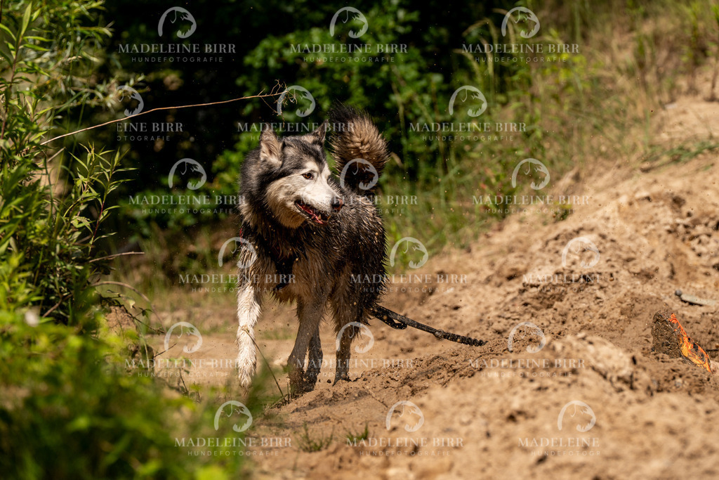 madeleinebirr.fotografie.2026.CC-hoope.14-14-25.2030 | hundefotografie-birr