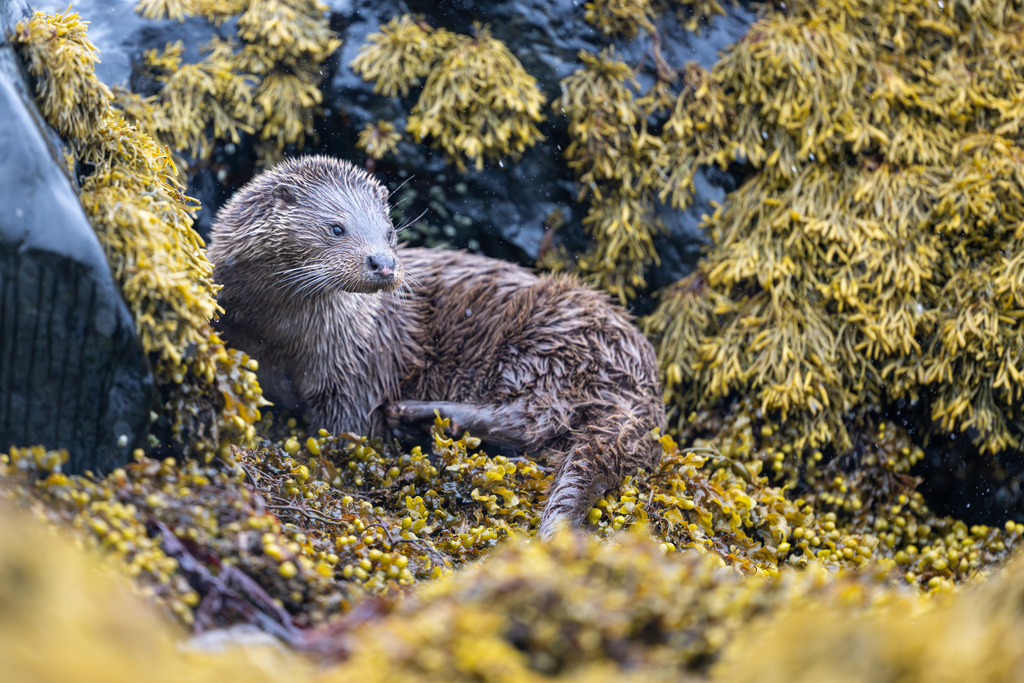 DSC_6755 | Otter - Realisiert mit Pictrs.com