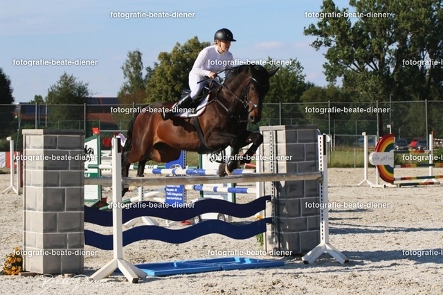 OHT 2022 Röhlingen (138) | Fotografie, Tiere, Hunde, Katzen, Pferde, Sportfotografie, Fotosession, Tierfotografie, Turnierfotografie, Fotografin, Fotograf - Realisiert mit Pictrs.com