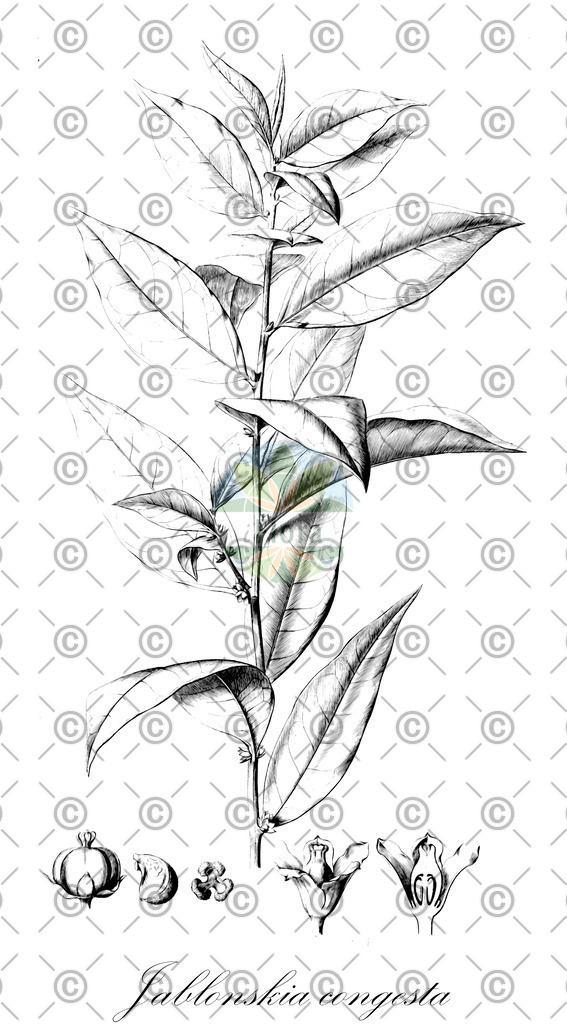 HistAbb_wfo-0000778834_1_ENZY_Simple | Historische Abbildung von Jablonskia congesta - Phyllanthaceae | Historical Illustration of Jablonskia congesta - Phyllanthaceae