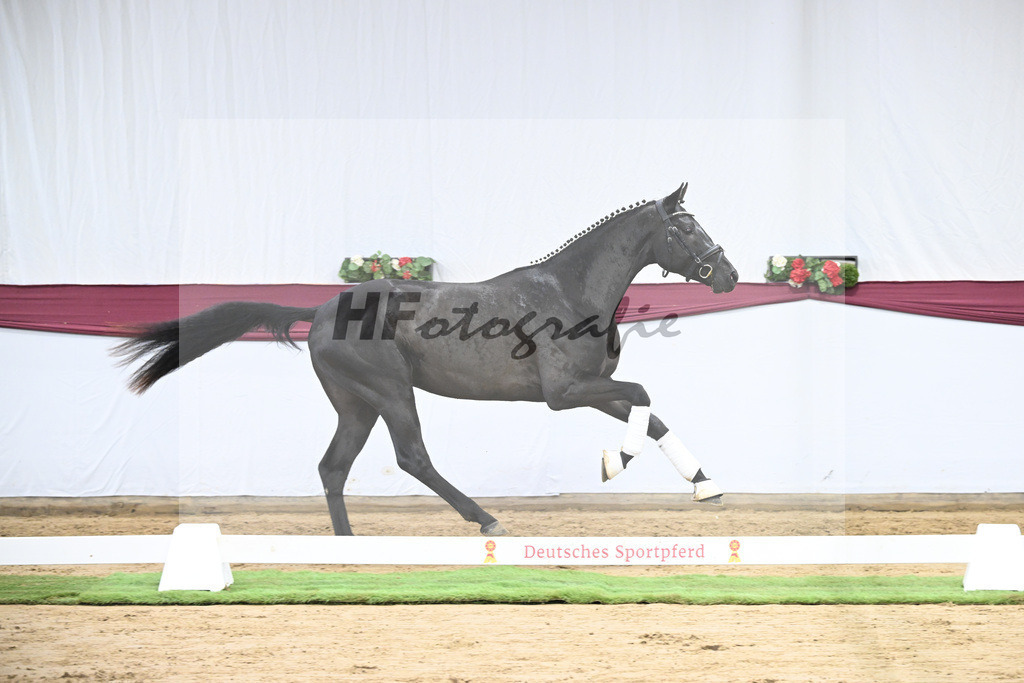 Kat-Nr. 29 Zackerey x L Espoir_Gestuet Greim_47253584 | hf-fotografie - Realisiert mit Pictrs.com