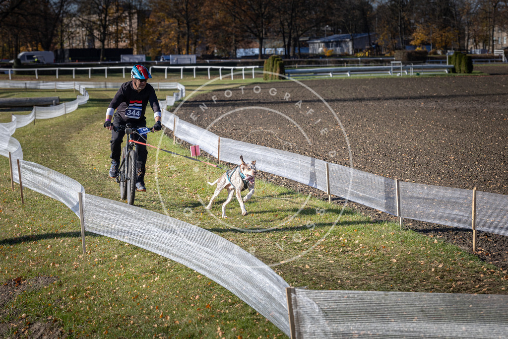 CaniXpix_DV3A7023 | Hundefotografie, Tierfotograf, Pfotenfotografie, Fotoshooting Hund, Hunde Portrait, Hundesport, Hundeportraits, Heideshooting, Hunde, Sportfotograf, Hundefotograf, Turnierhundsport, THS,  - Realisiert mit Pictrs.com