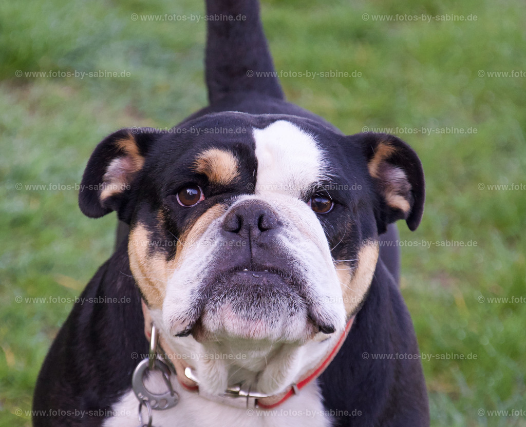 40-220506-Frieda-2-für Seite | fotos-by-sabine - Realisiert mit Pictrs.com