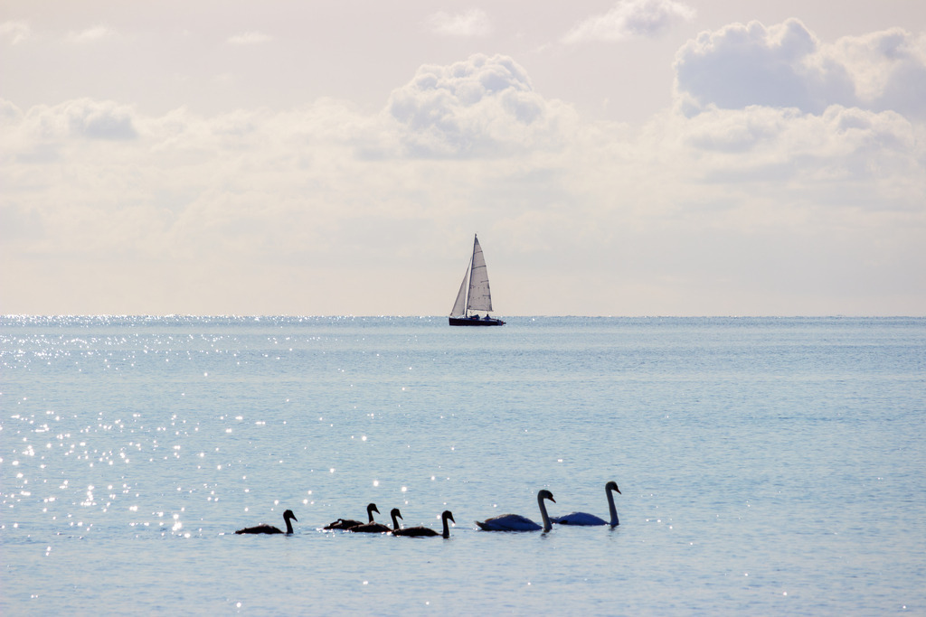 Wandbild: Segelboot und Schwanenfamilie am Meer | Dieses Wandbild im Querformat zeigt ein Segelboot und Schwäne auf dem Meer. Am Himmel sind malerische Wolken zu sehen.  - Realisiert mit Pictrs.com
