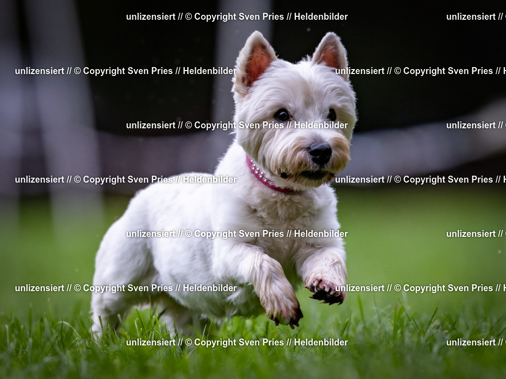 Sven Pries | 2024-10-19 - Hunderennen Ober-Grombach - Realisiert mit Pictrs.com