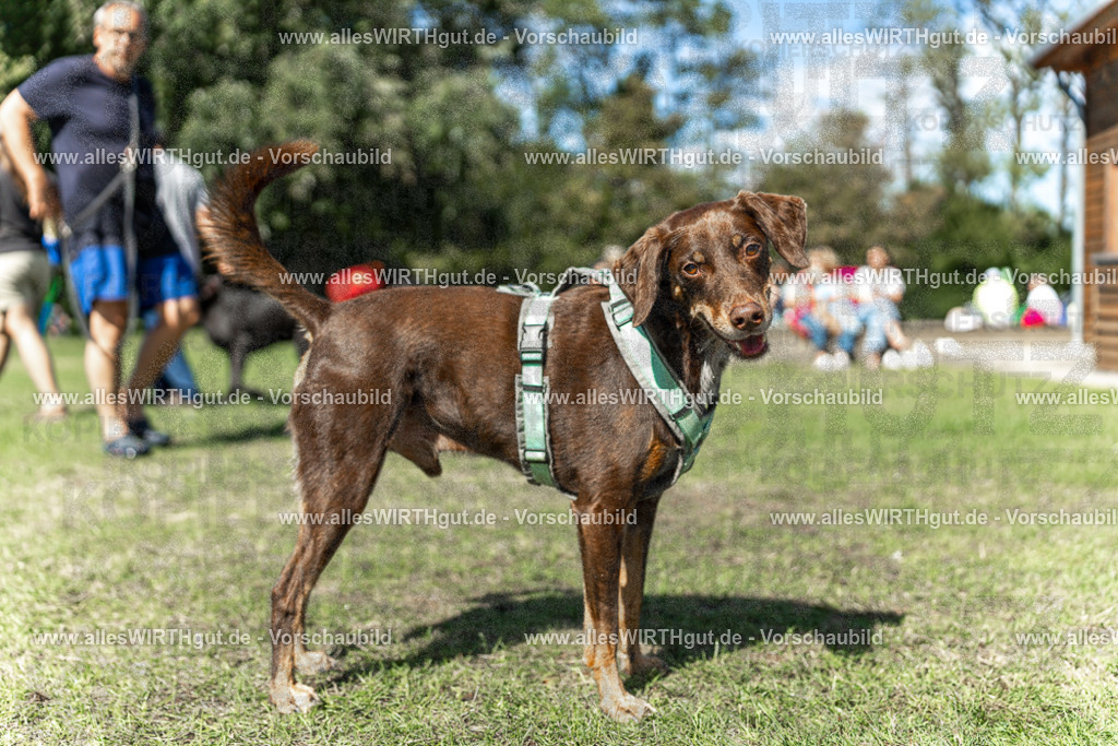 Hundeschwimmen_Volksbad_2026-allesWIRTHgut_Tierfotografie-2609061242-115256-7R500152 | Professionelle Tierfotografie in Mönchengladbach von Daniel Wirth (allesWIRTHgut). Liebevolle & natürliche Bilder von Hunden & Katzen für unvergessliche Erinnerungen.