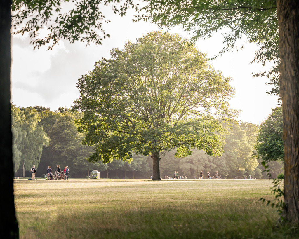 Sommer im Stadtpark – Hamburg | Ein großer Baum im warmen Licht einer weitläufigen Hamburger Parklandschaft – ruhig, grün und sommerlich. - Realisiert mit Pictrs.com