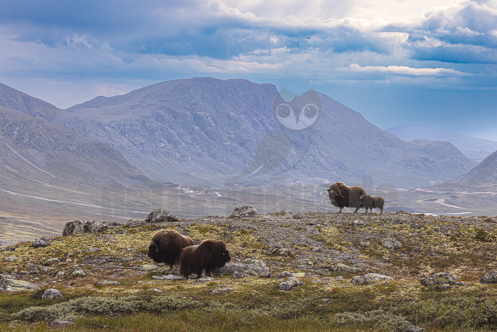 R5NF4056_20240803 | Die wild lebenden Moschusochsen sind eine der Hauptattraktionen des Dovrefjell-Nationalparks an der Grenze zwischen Süd- und Mittelnorwegen. Sie gehören zu den wenigen Tieren, die es in Europa gibt und lassen sich bei einem Besuch des Nationalparks gut beobachten. Rund 80 bis 100 Tiere leben im Westen des Parks in der kargen, kalten Fjellregion, die sie auf der Suche nach ihren Nahrungspflanzen durchstreifen.  - Realisiert mit Pictrs.com