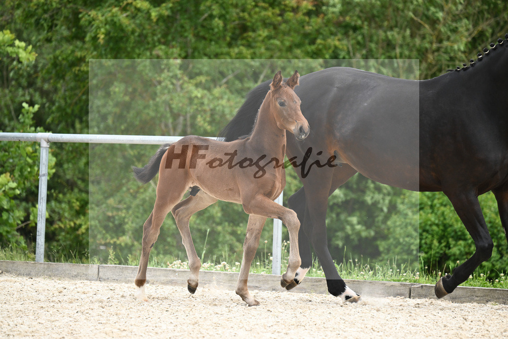 Va Bene x Fidertanz_HF_Koller_20240881 | hf-fotografie - Realisiert mit Pictrs.com