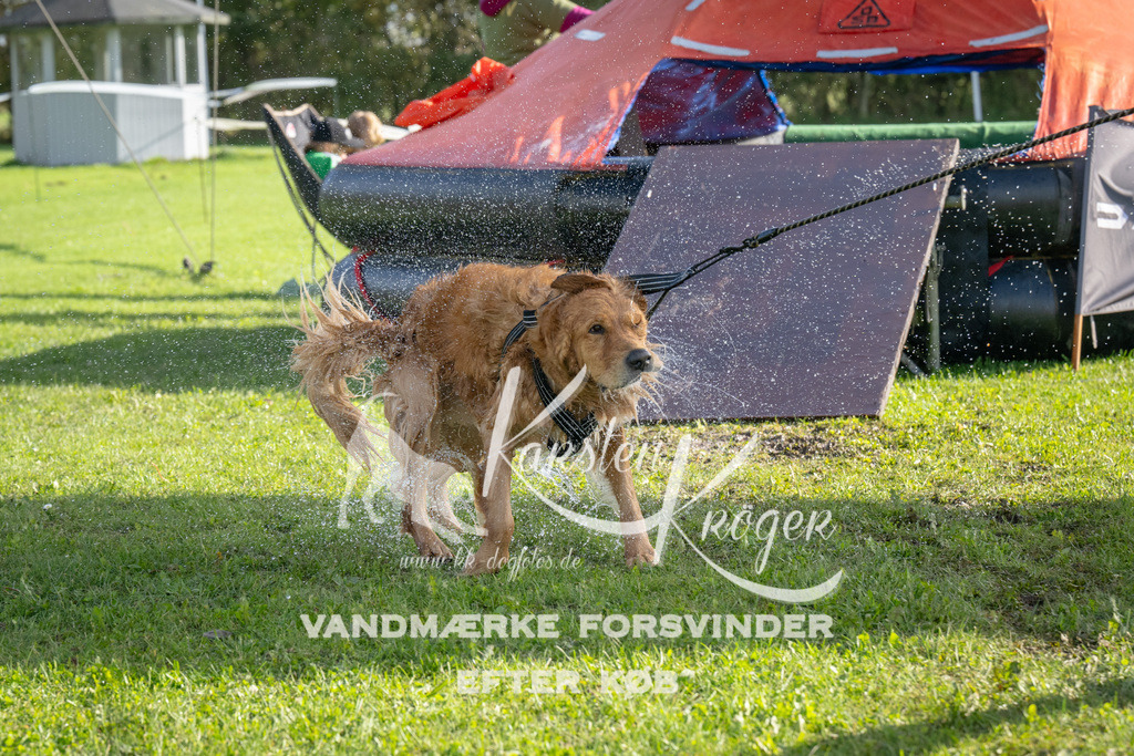1205-92493 | kk-dogfotos