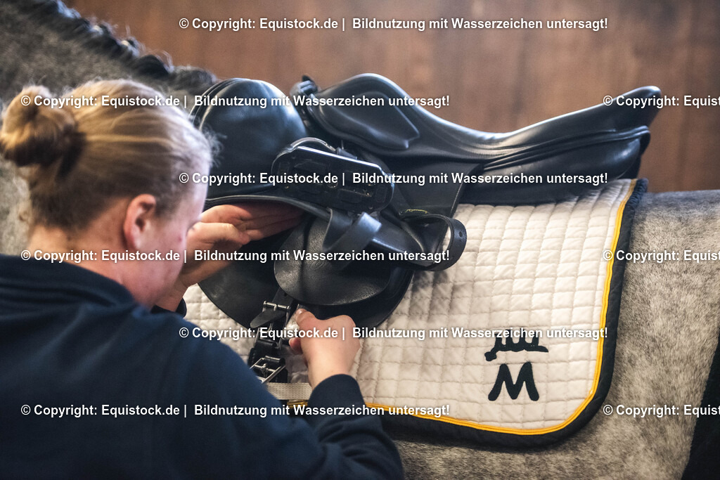 20240302_Hengstvorstellung_Marbach_TOMsPiC_0028 | equistock