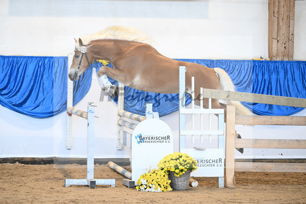 Kat-Nr. 25 Bandit v. Barios_Haflingergestuet Meura_48250538 | hf-fotografie - Realisiert mit Pictrs.com