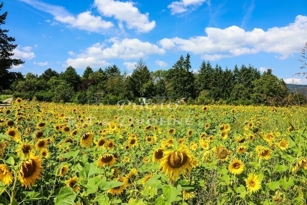 boppard-0899 | Sonnenblumen sind eine beliebte Nahrungsquelle für Bienen und andere Insekten. Sonnenblumen werden hauptsächlich für die Gewinnung von Sonnenblumenöl angebaut. Dieses Sonnenblumenfeld befindet sich in Boppard - Realisiert mit Pictrs.com
