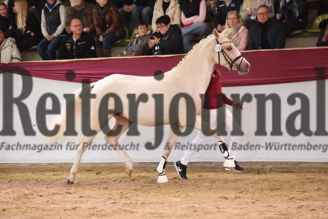Marbach_Sattelkörung_2024_Freispringen_KN_26_Cosmos Glitzerstaub (1) | Alle Fotos der Reiterjournal Fotografin Doris Matthaes im Reiterjournal Online-Fotoshop. - Realisiert mit Pictrs.com