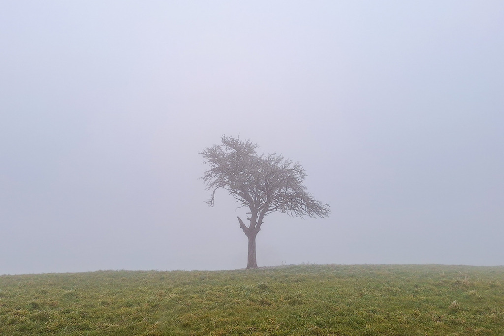 Mein Jahr | Hier stehe ich im Nebel. Alles ist gedämpft, ruhig und im Winterschlaf.Doch bald schon kommt der Frühling. Die Tage werden länger, die Sonne scheint auf mich herab und mir wird warm. In meinen Ästen beginnt es zu jucken, Knospen bilden sich, die nach und nach zu Blättern und Blüten heranwachsen. Auch kann ich wieder in die Ferne sehen, denn die Luft ist klar und rein. Leute spazieren an mir vorbei und freuen sich über das Grün meines Laubes. Ich fühle mich kräftig und frisch, obwohl es mehr Arbeit gibt. Schließlich müssen meine Wurzeln jetzt Was-ser und Nährstoffe sammeln, die Blätter helfen fleißig mit. - Realisiert mit Pictrs.com