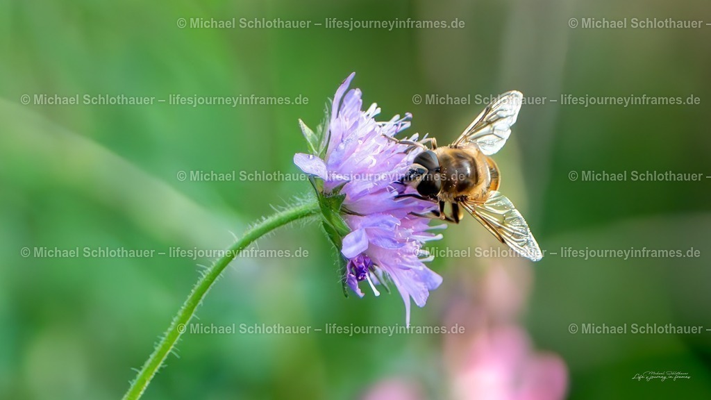 Schwebfliege auf Wiesenblume | Nahaufnahme einer bienenÃ¤hnlichen Schwebfliege beim BlÃ¼tenbesuch auf einer violetten Wiesenblume â€“ feinste FlÃ¼gelstrukturen im Detail sichtbar. - Realisiert mit Pictrs.com